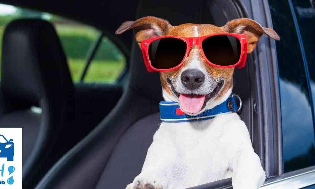 Protecting Your Car’s Interior from Pet Wear and Tear